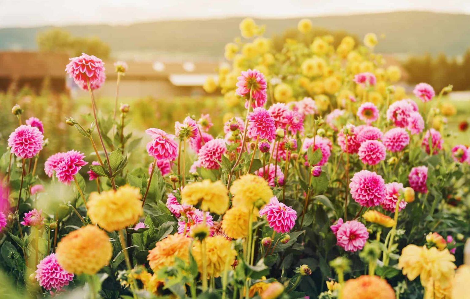 Fall is for Dahlias Rose Hill Florist Rose Hill Florist