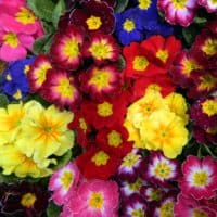 colorful Primrose