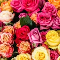 colorful Roses