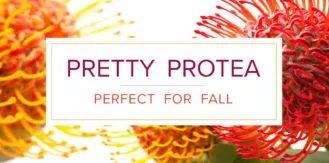 FM4-Lifestyle—Pretty-Protea—Blog