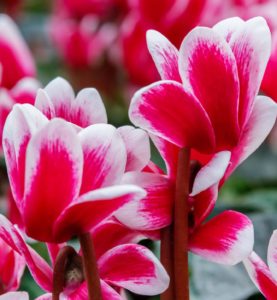 Cyclamen with Pink Flowers
