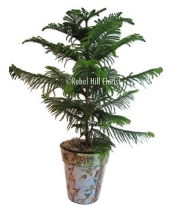 Norfolk Pine in pot