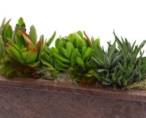 ow maintenance succulents are the perfect addition to a new office or home