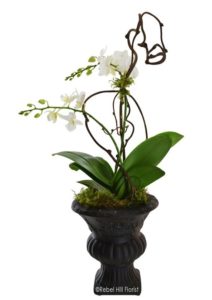 A graceful white mini orchid plant potted in a decorative container is an enchanting gift for any occasion