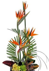 Birds of Paradise lend a tropical feel to any event. This arrangement will look beautiful on a table as a centerpiece or an accent