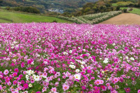 Field of Pink and Purple Flowers