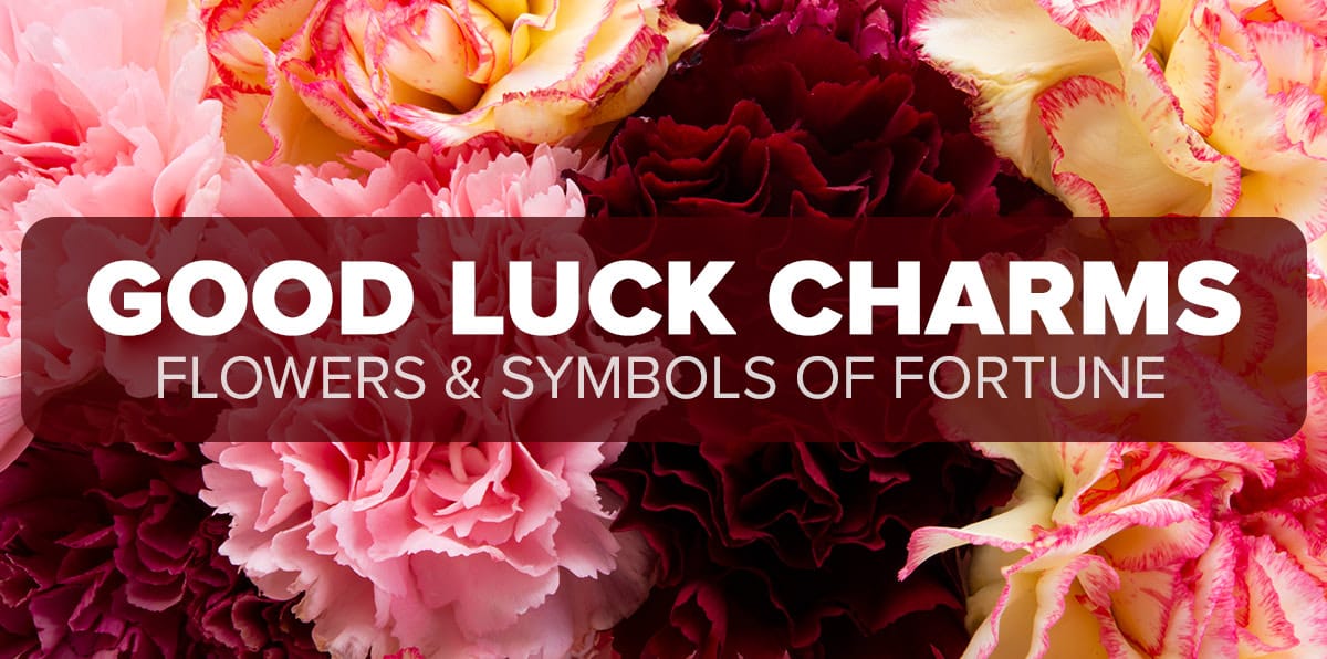 Plants and Flowers That Attract Good Luck - Rose Hill Florist - Rose ...